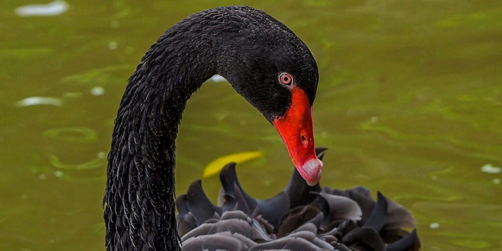 Kan Bitcoin Crashen Black Swan Event